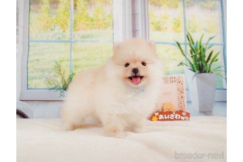 成約済の静岡県のポメラニアン-331821の6枚目